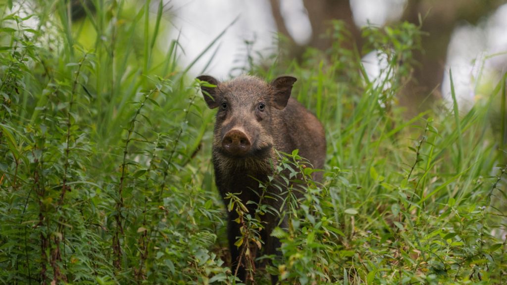 Wildschwein am Waldrand