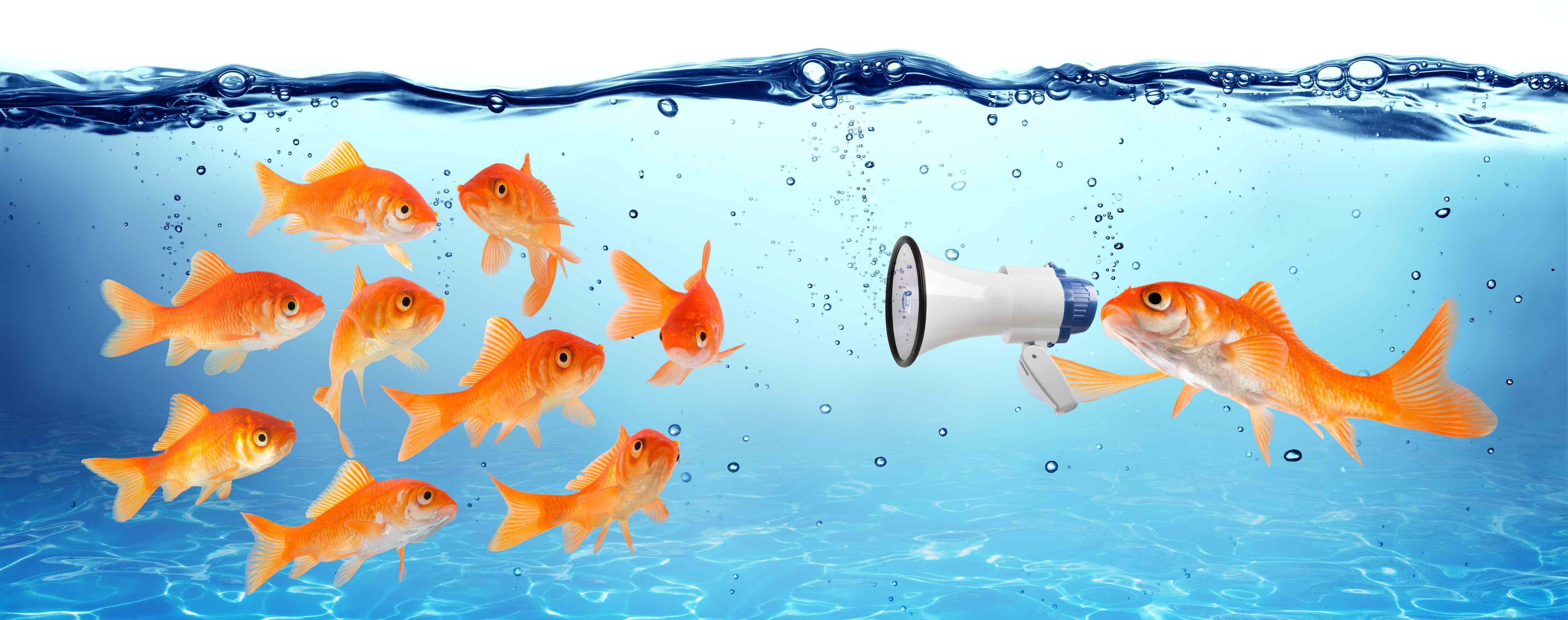 Fotolia 75577352 XL Fisch mit Megaphon kleine Datei